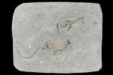Two Crinoids (Macrocrinus & Taxocrinus) - Crawfordsville, Indiana #132447-2
